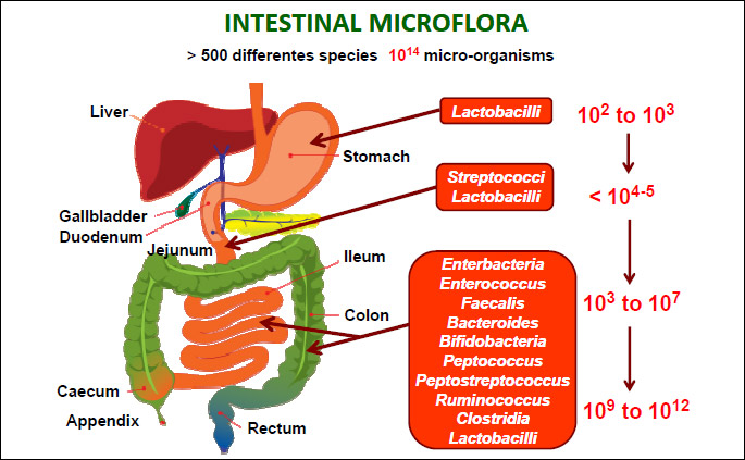 Cuidar microbiota intestinal